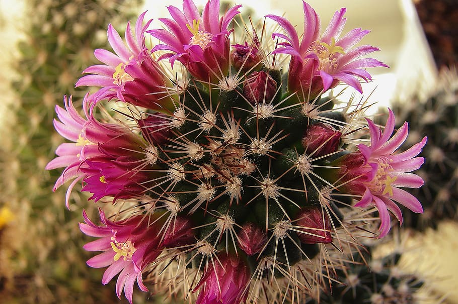 flowers, plant, pink, botany, cacti, flower, flowering plant, close-up, freshness, beauty in nature