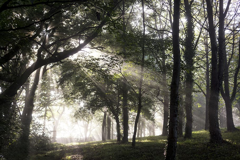 crepuscular rays, green, leafed, trees, forest, undergrowth, ray of sunshine, sun, mist, nature