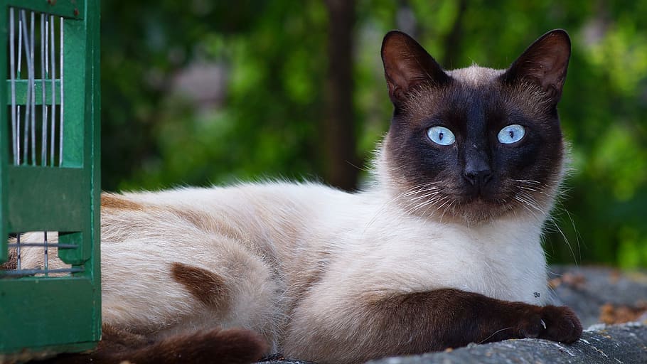 close-up photo, siamese cat, lying, concrete, pavement, cat, siamese breed, pet portrait, curious, neighbor