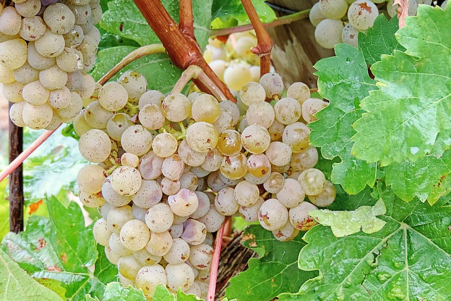 grapes, raindrop, green grapes, beady, green, winegrowing, rebstock, drip, food and drink, healthy eating