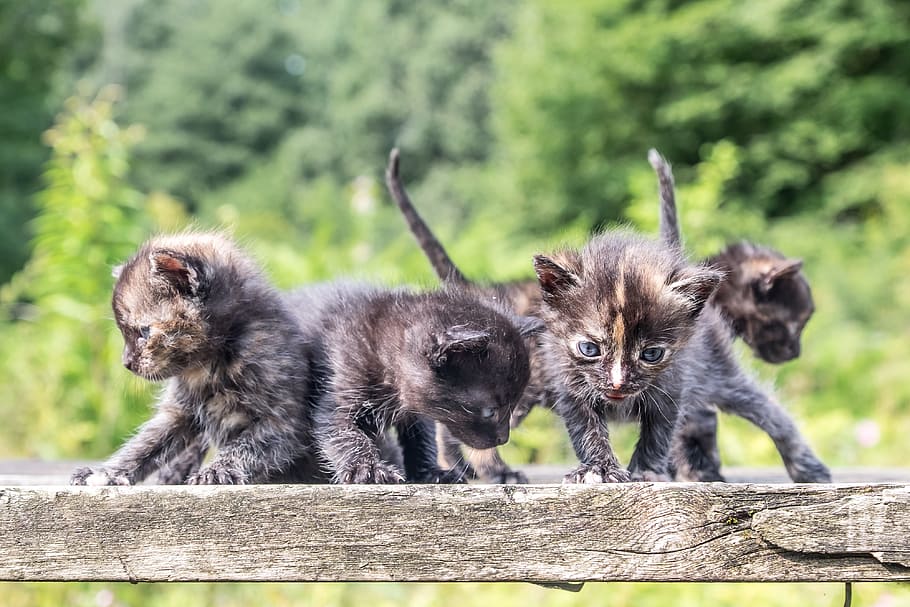 four tortoiseshell kittens, funny, kittens, cute, cats, kitty, furry, adorable, small, sweet