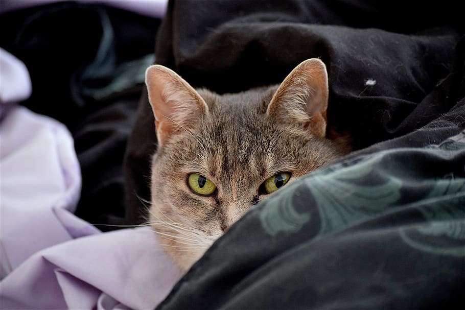 cat, bed, sheets, pet, cute, animal, domestic, home, young, funny