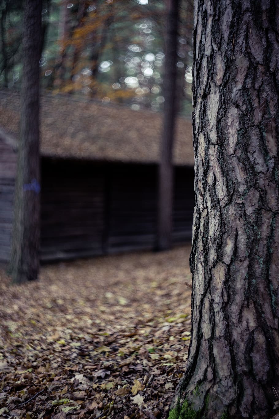 tree, plant, nature, leaf, fall, outdoor, hut, tree trunk, trunk, land