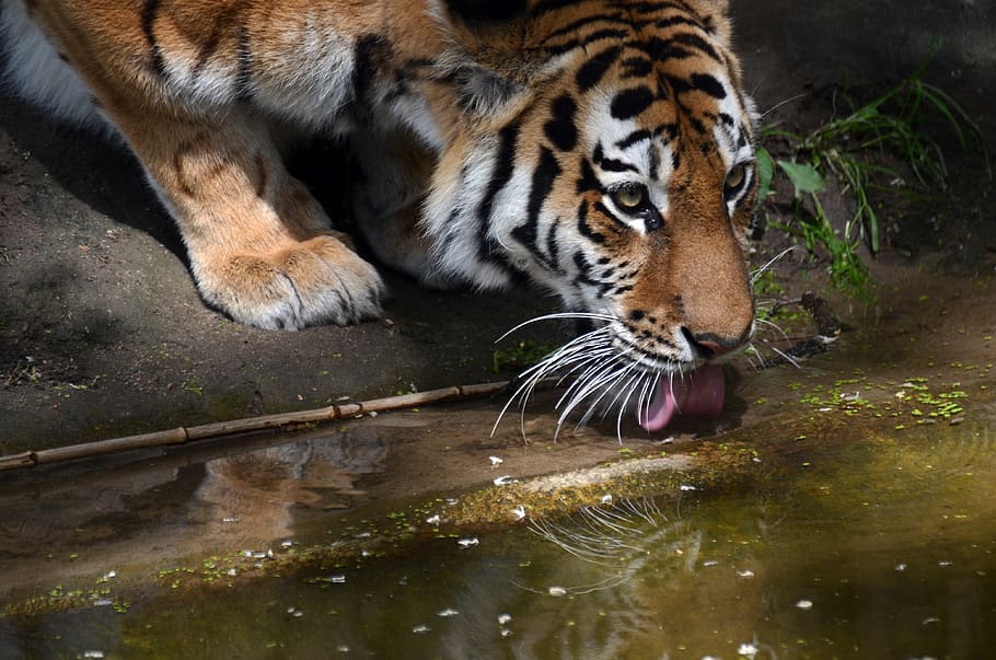 tiger, thirst, drink, tongue, animal, animal themes, one animal, mammal, big cat, animal wildlife