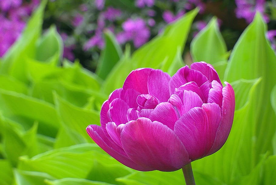 tulip, purple, the petals, flower, garden, plant, flora, pink, nature, blossomed