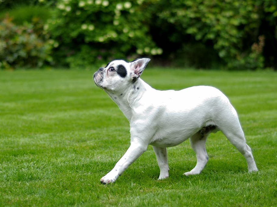 berlapis pendek, putih, anjing, hijau, bidang rumput, bulldog Prancis, berjalan, rumput, hewan, hewan peliharaan