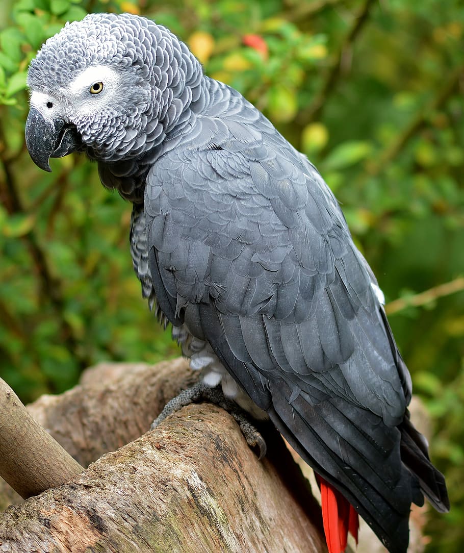 Серый попугай фото