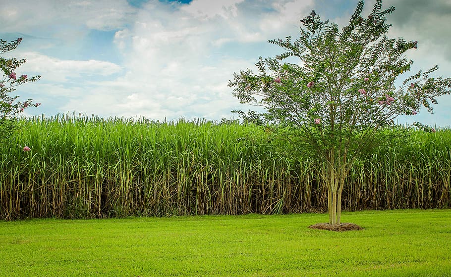 green, tree, grass field, Sugarcane, Cane, Field, Raw Sugar, Crop, cane field, agriculture