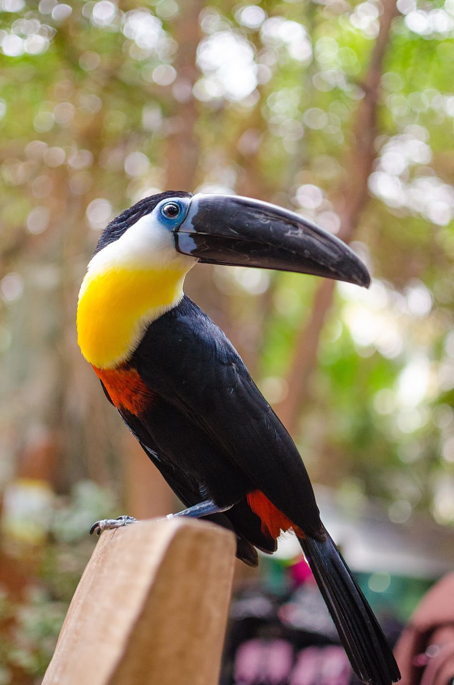 black tucan bird, toucan, tropical bird climber, family ramphastidae, large beak, bright colors, amazon forest, birds, exotic, zoo