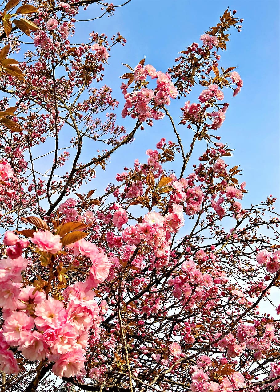 closeup, pink, petaled flower, plant, japanese cherry trees, cherry blossom, many pink flowers, spring, bright, flowers