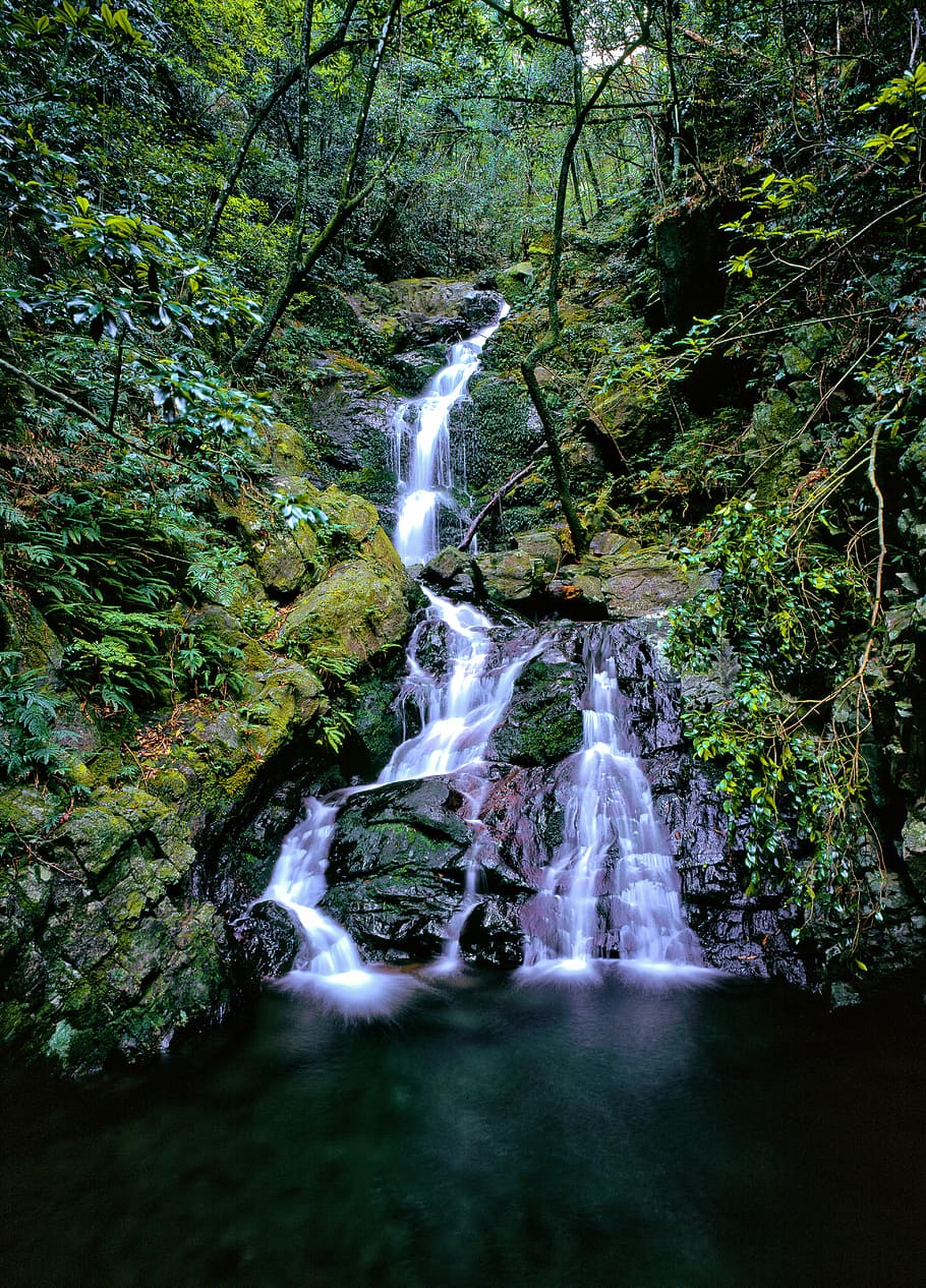 a small waterfall, from the forest, moss, ferns, yakushima island, world heritage region, japan, forest, tree, beauty in nature