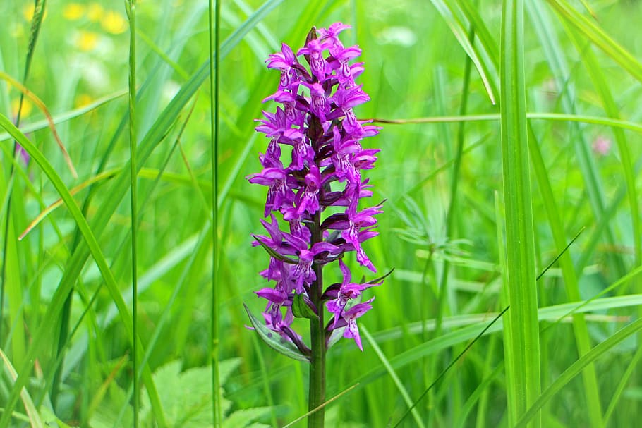Orchid, Flower, Blossom, Bloom, Purple, orchid, flower, spotted, heath spotted orchid, orchid like, wild flowers