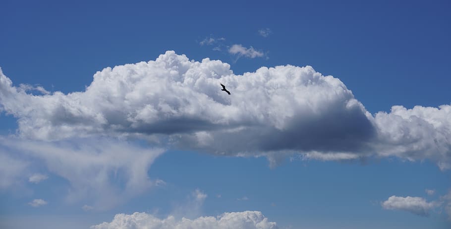 clouds, bird, flying, sky, flight, silhouette, background, minimal, blue, wings