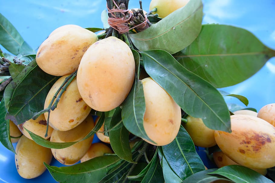 manzana estrella, mango, ciruela, amarillo, fruta de tailandia, fruta, verde, tailandia, árbol, planta