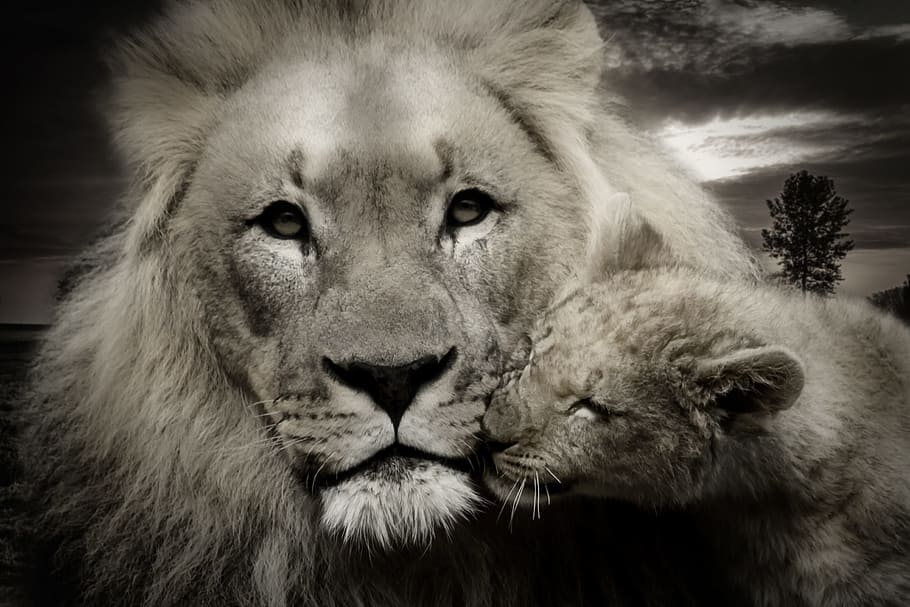 grayscale photo, lion, cub, lion cub, young animal, predator, safari, animal, youth, young