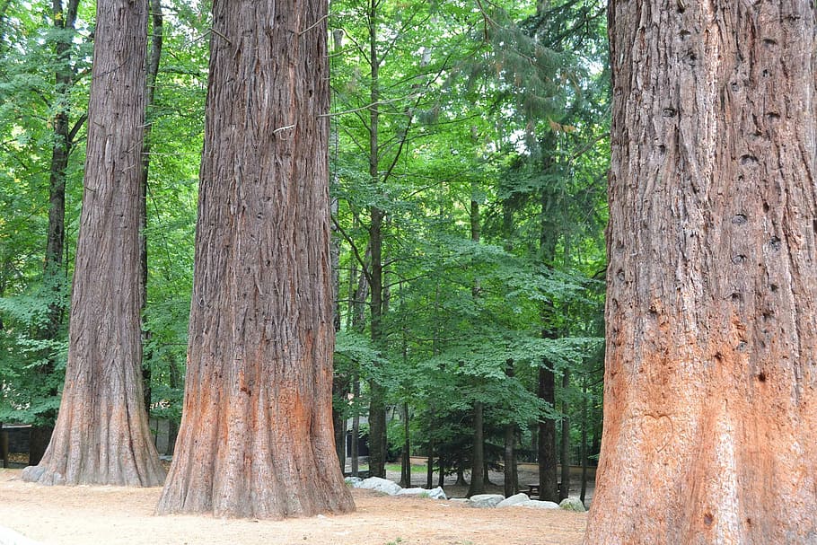 Sequoia, árbol, verde, bosque, tronco de árbol, naturaleza, pino, planta, tronco, crecimiento