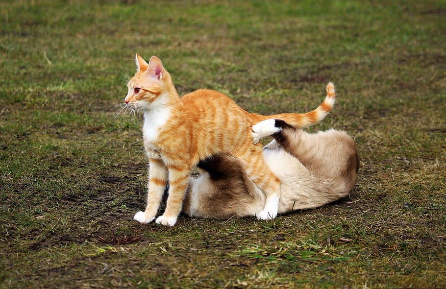 orange tabby cat, cat, siamese cat, play, red cat, kitten, red mackerel tabby, fight, siamese, breed cat