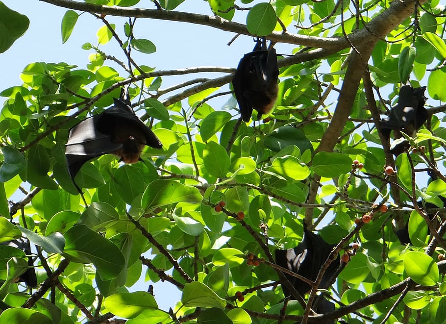 bat, flying fox, animal, mammal, hang, hanging, claws, branch, tree, fig