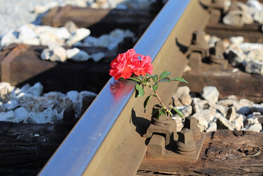 red roses on railway, train accident, drive carefully, tragedy, lost lives, rail crossing, flower, flowering plant, nature, plant