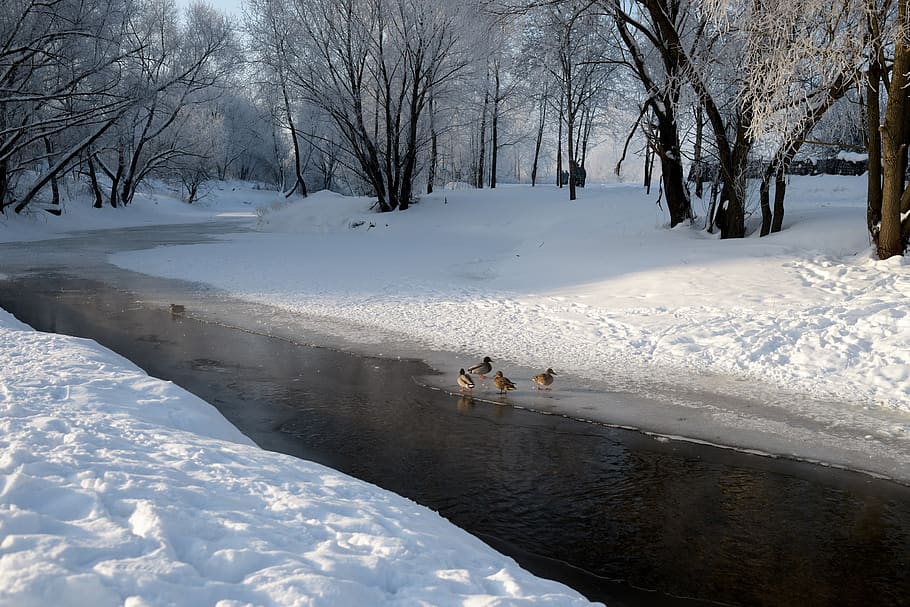 winter, snow, frost, cold, river, ducks, trees, white, nature, cold temperature