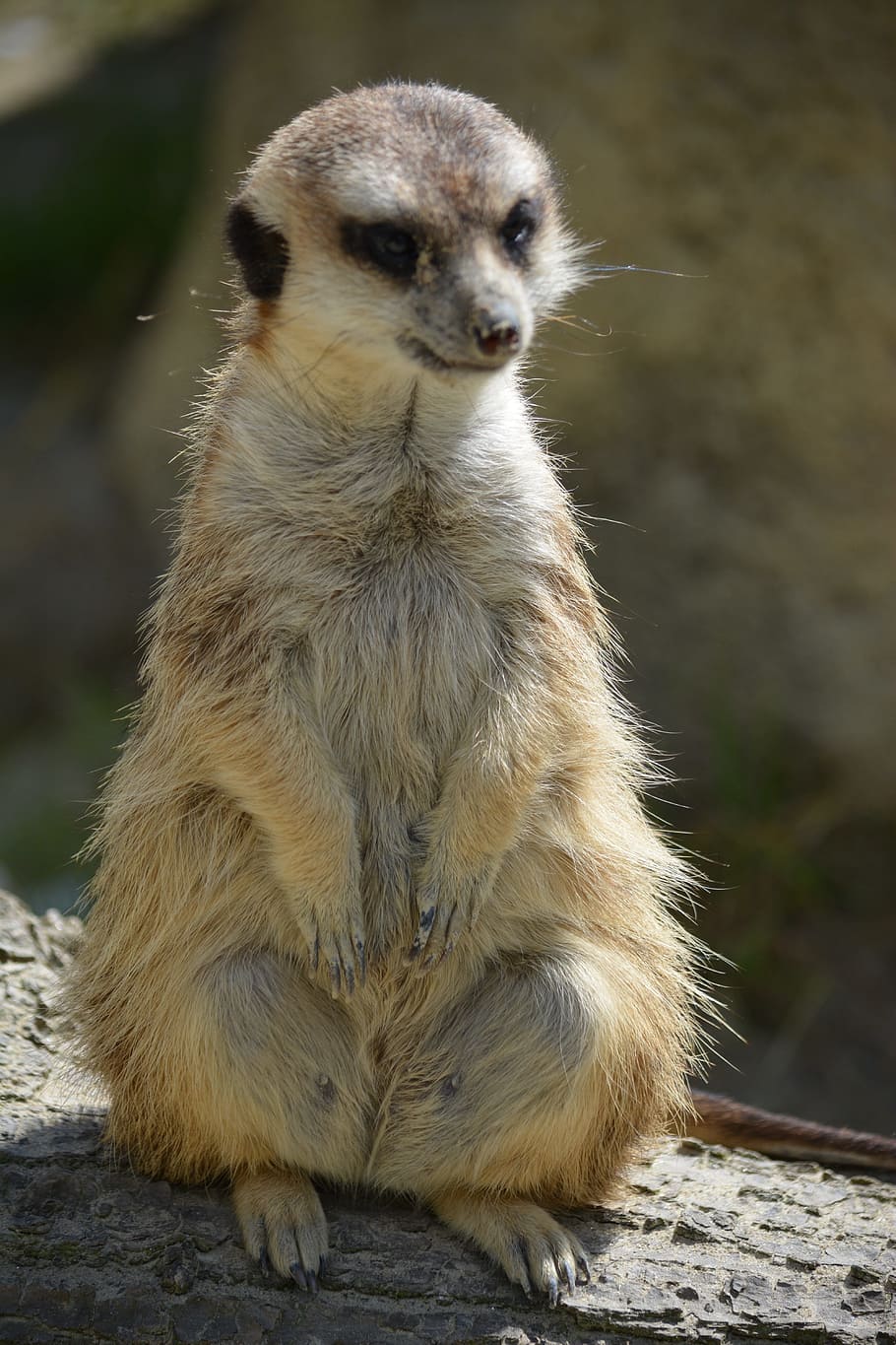 meerkat, animal, guard, cute, vigilant, alarm, supervisor, tiergarten, zoo, curious