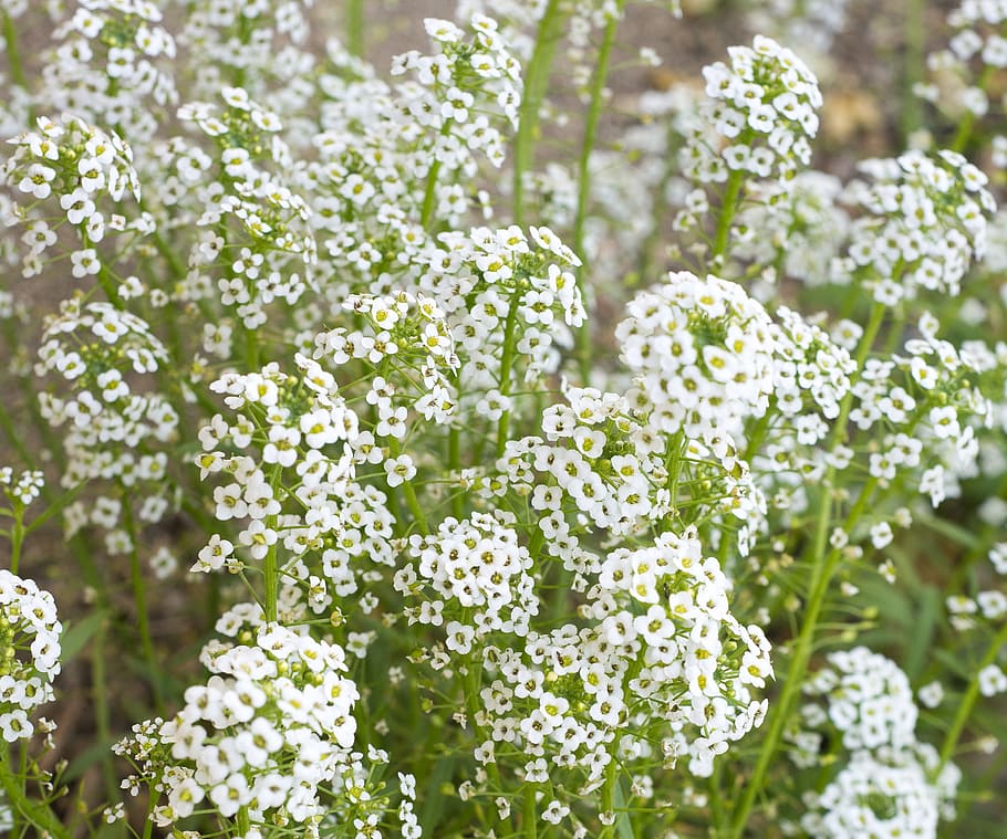 bunga putih padang rumput, napas bayi, bunga, putih, napas, karangan bunga, gypsophila, musim semi, romantis, tanaman