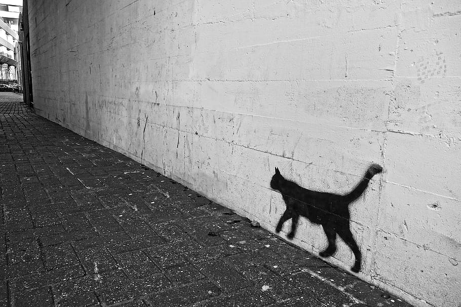 bayangan kucing, coretan, dinding, kucing, semprot, cat, gambar, seni jalanan, gang, jalan
