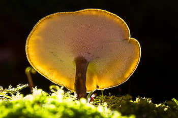 mushroom-mini-mushroom-reishi-small-mushroom-royalty-free-thumbnail.jpg