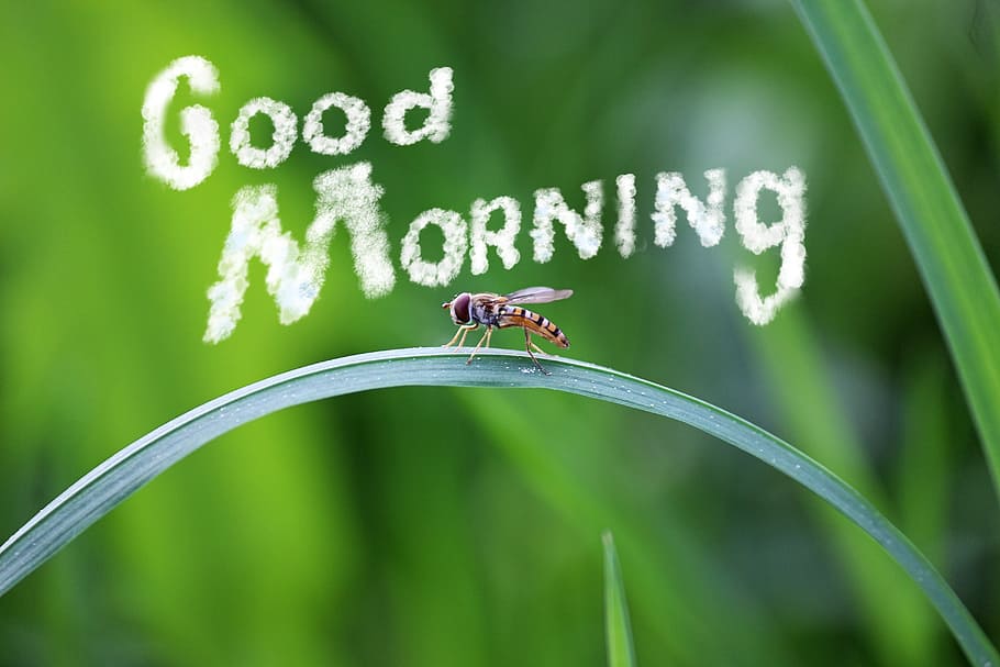 good, morning insect, green, leaf, Good Morning, insect, green leaf, morning, friendly, fly