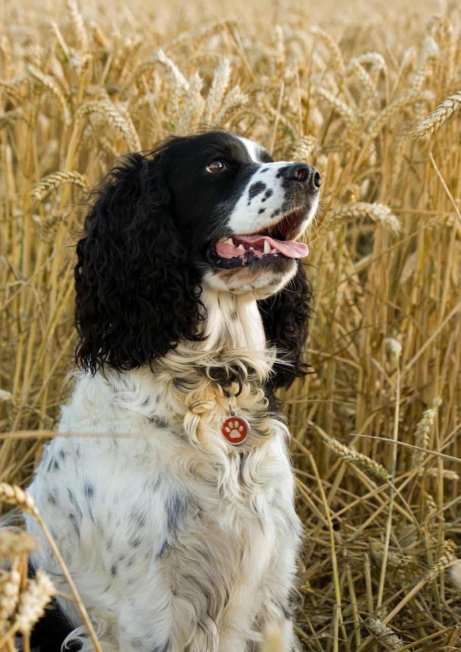Why Do Cocker Spaniels Smell?