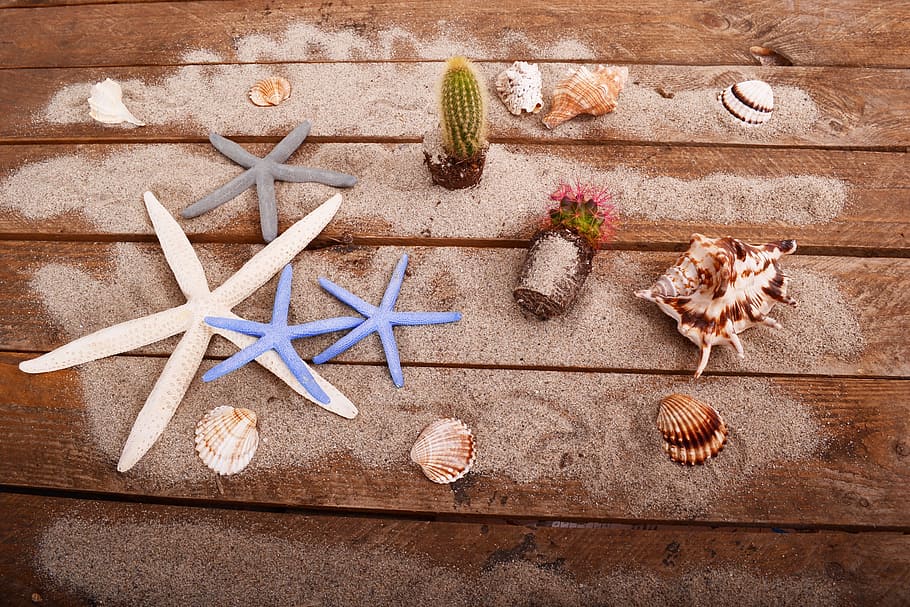 estrella, cactus, planta, ver, arena, suculenta, concha, forma de estrella, vacaciones, madera - material