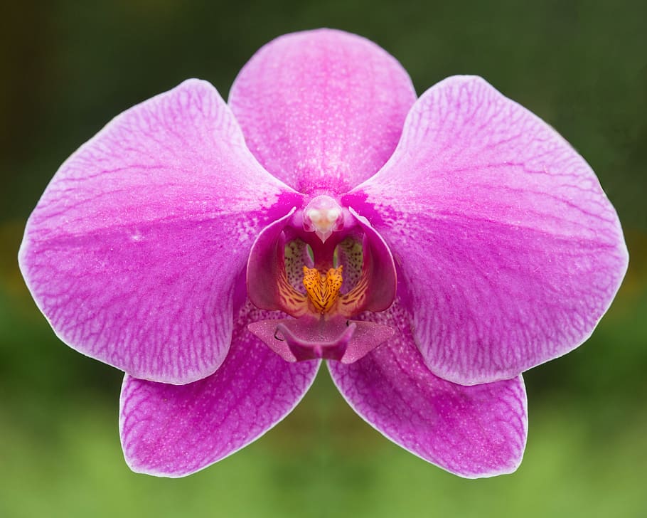 fotografía de primer plano, rosa, orquídea de la polilla, floración, orquídea, flor, flora, naturaleza, pétalo, planta floreciendo