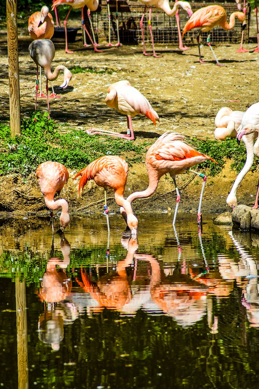 Zoo, Ardeche, Animals, Visit, paugres, holiday, animal park, pink flamingo, flamingo, bird