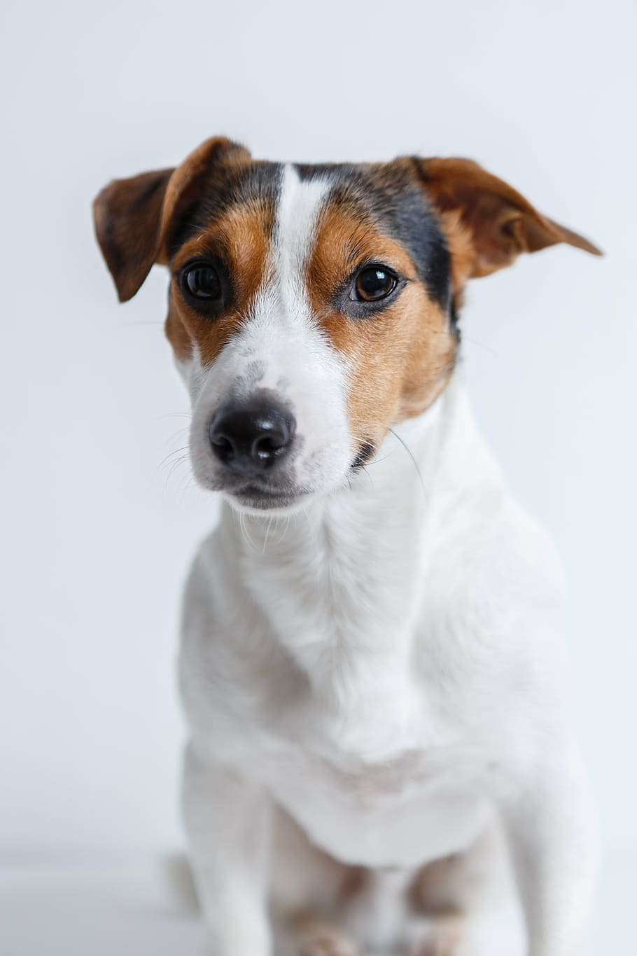 selective, focus photography, jack, russell terrier, dog, jack russell, terrier, puppy, pet, adorable