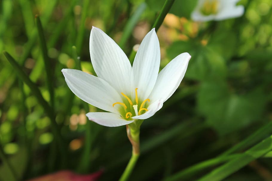 White Flower Flower Flower Single Flower Single White Flower Single Flower Background Small Flower Flower With Leaves Leaves Pxfuel