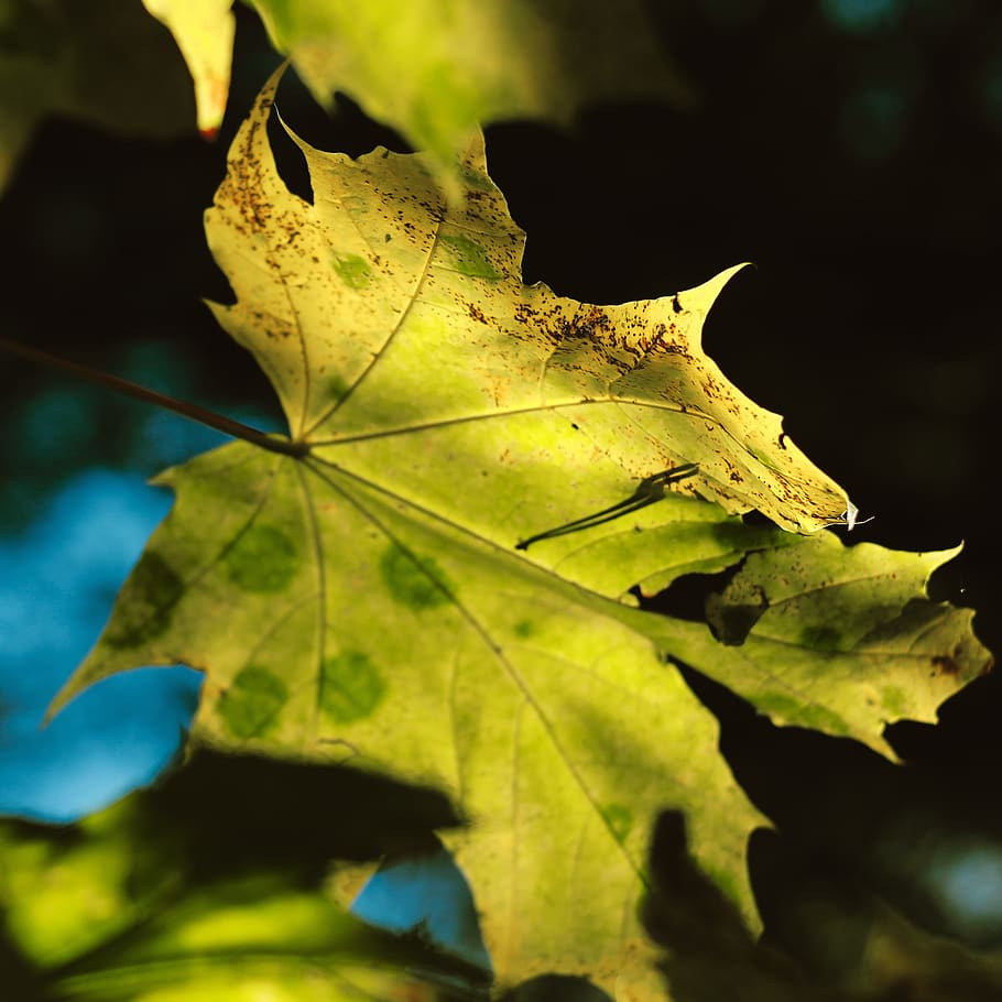 daun, Daun-daun, hijau, musim gugur, jatuh, pohon, menanam, ekologi, lingkungan Hidup, hari