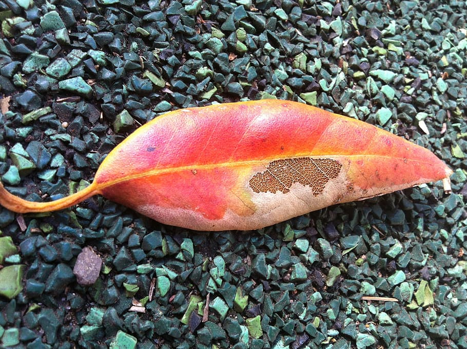 leaf, autumn, decay, fall, leaves, season, ending, death, dying, solid