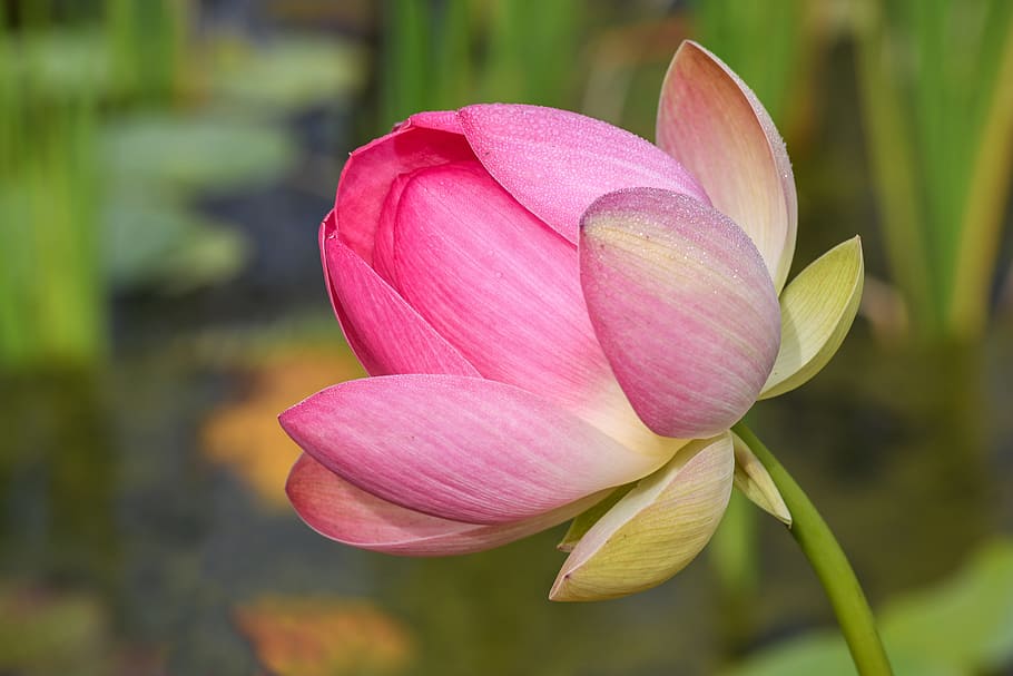 superficial, foco flor de loto, flor de loto, planta acuática, flor, loto, rosa, acuático, planta floreciendo, frescura