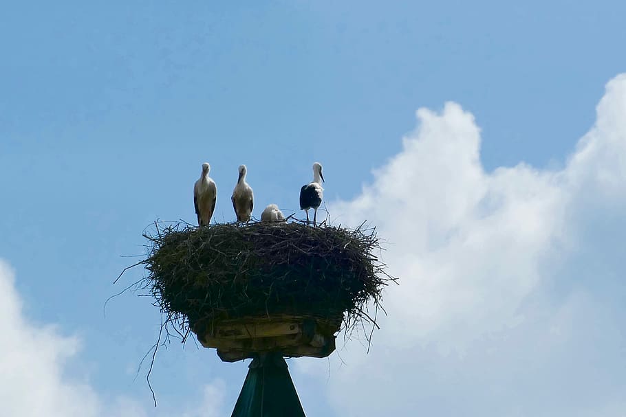 Stork, Nest, Bird, Nabburg, Rattle, rattle stork, storks, storchennest, birds, stork couple