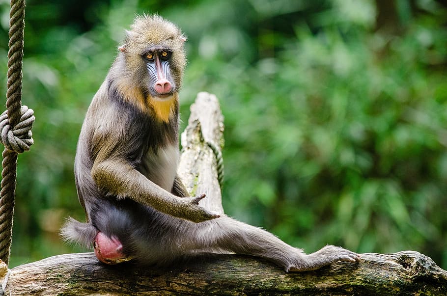 brown, baboon monkey, sitting, tree branch, daytime, mandrill, primate, monkey, wildlife, nature