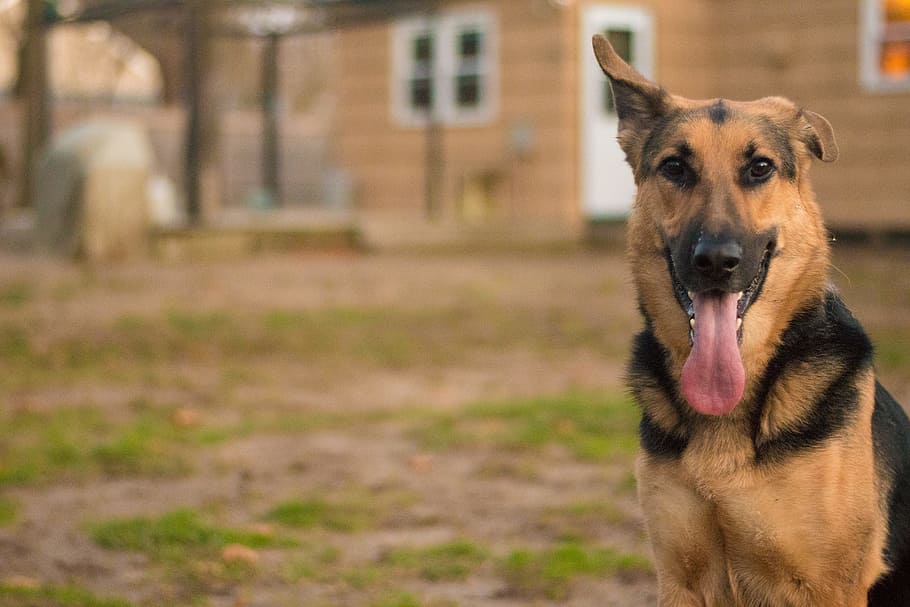 Cão, Shepard alemão, quintal, alemão, shepard, animal de estimação, doméstico, ao ar livre, marrom, canino