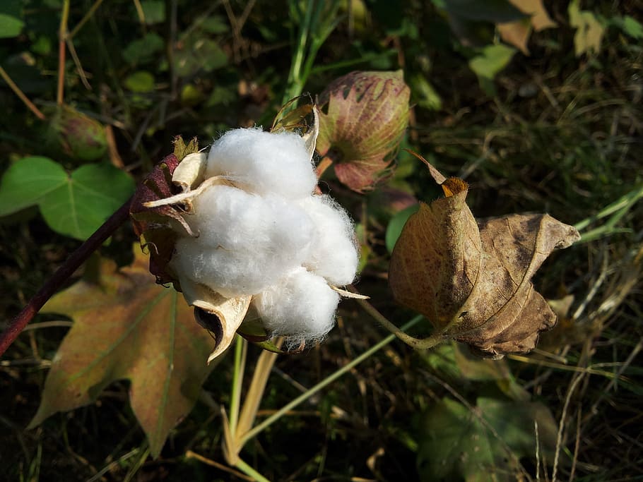 white, cotton bloom, daytime, cotton, pods, fluffy, seeds, dried, farm, garden