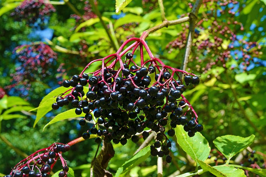 close, photography, black, fruits, tree, daytime, elder, elderberries, sambucus nigra, black elderberry