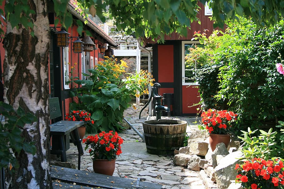 Bornholms, Dinamarca, patio trasero, jardín, fuente, planta, crecimiento, naturaleza, planta en maceta, planta floreciendo