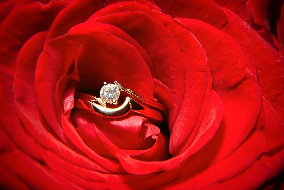 gold-colored ring, clear, gemstone, red, rose, flower, wedding, ring, concepts, love