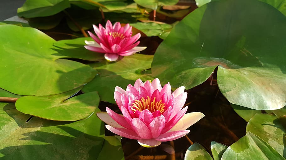 Red Lotus, Nymphaea Alba, Red, Morning, red, morning, plant, nature ...