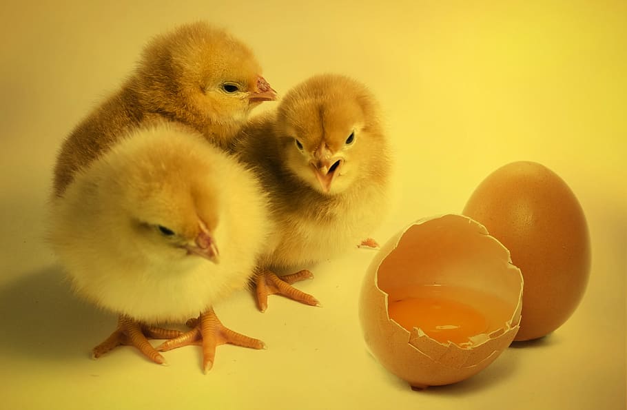 três, amarelo, pintinhos, ao lado, rachado, ovo, pássaro, pintinhos galinhas, casca de ovo, ovo de galinha