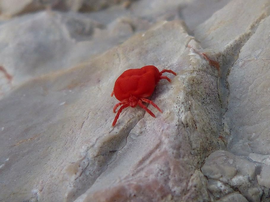 red bug, insect, critter rock, red, one animal, animal themes, hermit crab, animal wildlife, animals in the wild, nature