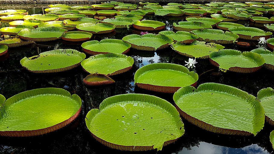 garden, lily, flower, giant leaves, leaves, water lilies, huge leaves, pond, pamplemousses, mauritius