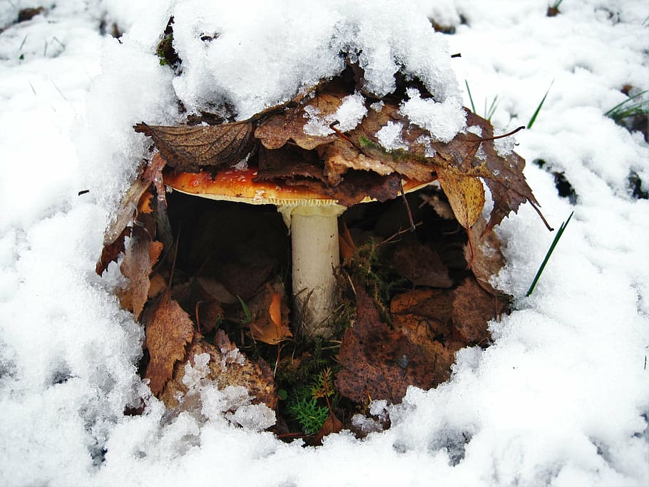 fly agaric, first snow, hidden, leaves, snow, autumn, winter blast, nature, snowy, wintry